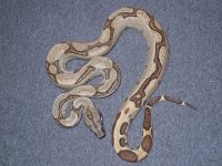 holdbacks and new adds 050.jpg