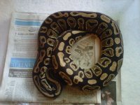 IMG00490-20110519-1709.jpg