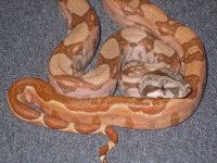 holdbacks and new adds 028.jpg