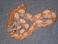 holdbacks and new adds 029.jpg