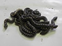 Southern Hognose 1  10 09 2011.jpg