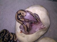 IMG_20110923_073919.jpg