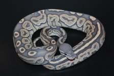 Hypo Cinnamon Male 1 (2).jpg