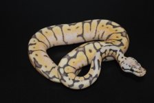 Killerbee Female 1.jpg