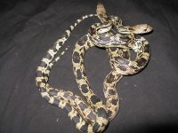 snakes for sale 070.JPG