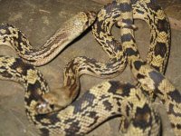 snakes for sale 067.JPG