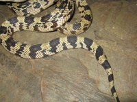 snakes for sale 068.JPG