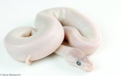 Super Mojo_Het Pied Female.jpg