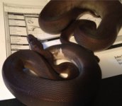Super Black het Pied and Super Black.jpg