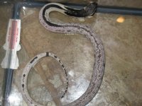 snakes for sale 001.JPG