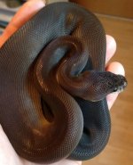 Super Black Pastel.jpg