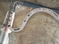 snakes for sale 002.JPG