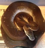 Super Pewter Genetic Stripe.jpg