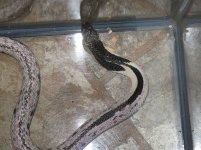 snakes for sale 003.JPG