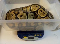 snakes 017.jpg
