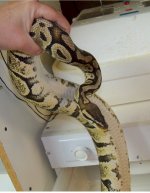 snakes 012.jpg