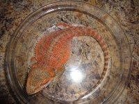 dragon 006.JPG