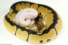 Clown and Super Mojo Het Pied.jpg