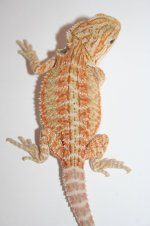 CItrusorangehypoposshettransmale.jpg