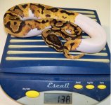 snakes 001.jpg
