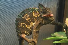 Female Veiled.jpg