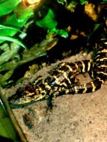 alligator 2011.jpg