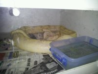 albino1.jpg