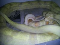 albino2.jpg