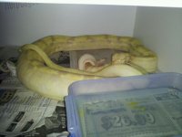 albino3.jpg