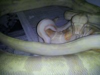 albino4.jpg