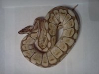 IMG_20120205_182402.jpg