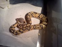 IMG_20120205_183222.jpg