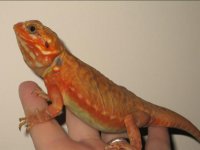 silk female.jpg