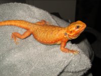 silk female2.jpg