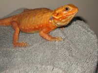 silk female3.jpg