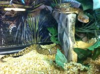 retic.JPG