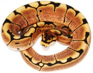 2011 spider het alb female.jpg