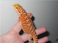 red%20leather%20male.jpg