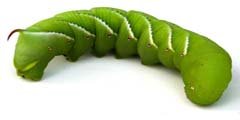 640px-Tobacco_hornworm_1.jpg