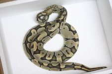 male hypo.JPG
