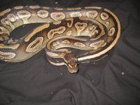 IMG_2484.jpg