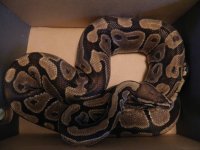 Big Python.jpg