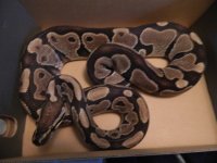 Smaller Python.jpg