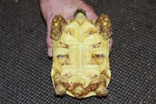 snowleopardD12-21-11.jpg