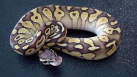 pastel butter 2.jpg