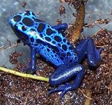 Azureus.JPG