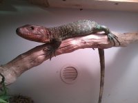 new pet caiman lizard.jpg