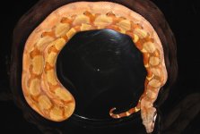 BCI - Hypo.jpg
