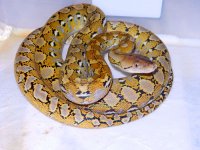 DSCN1042.jpg