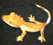 baby2.png